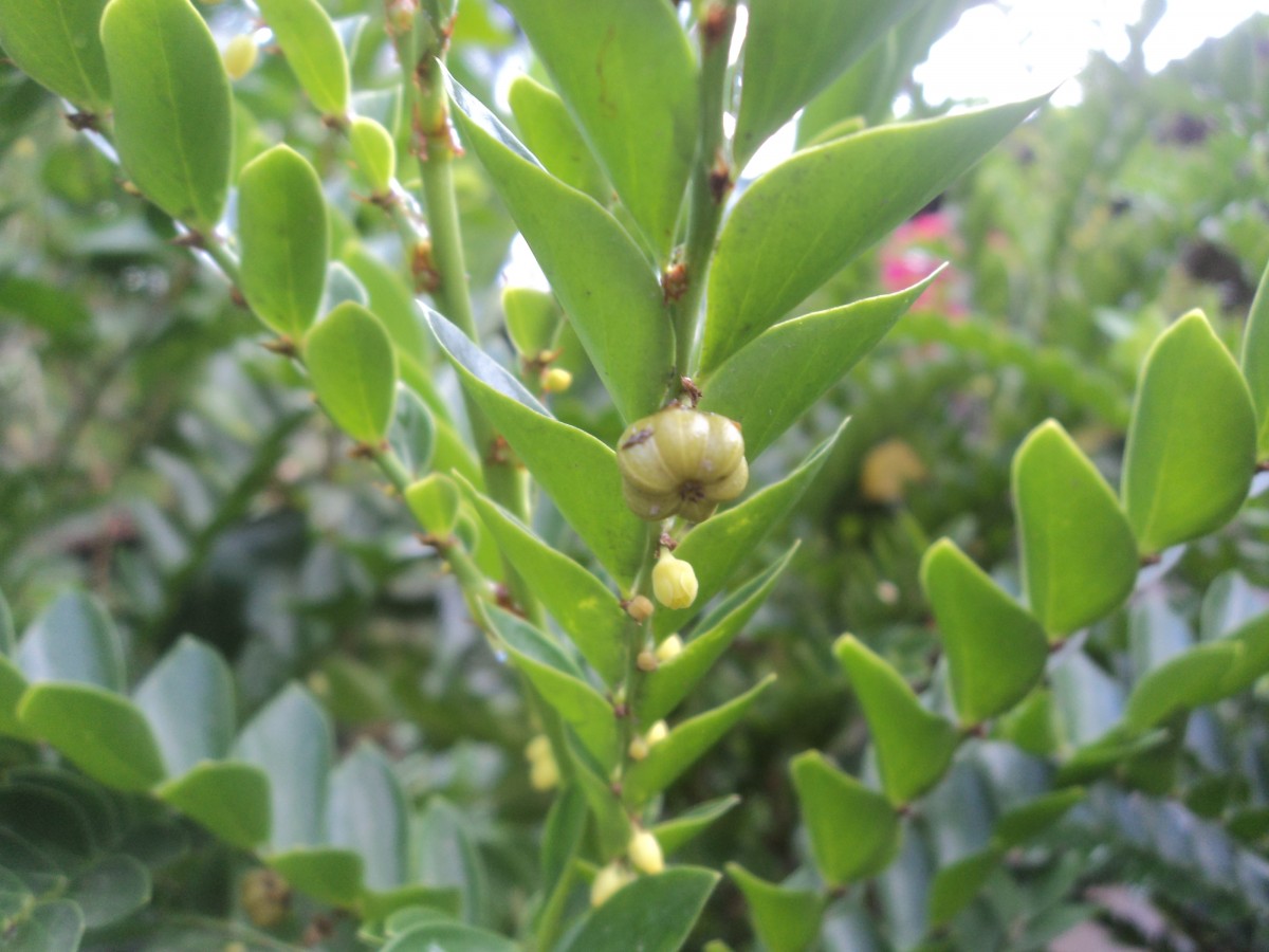 Phyllanthus buxifolius (Blume) Müll.Arg.